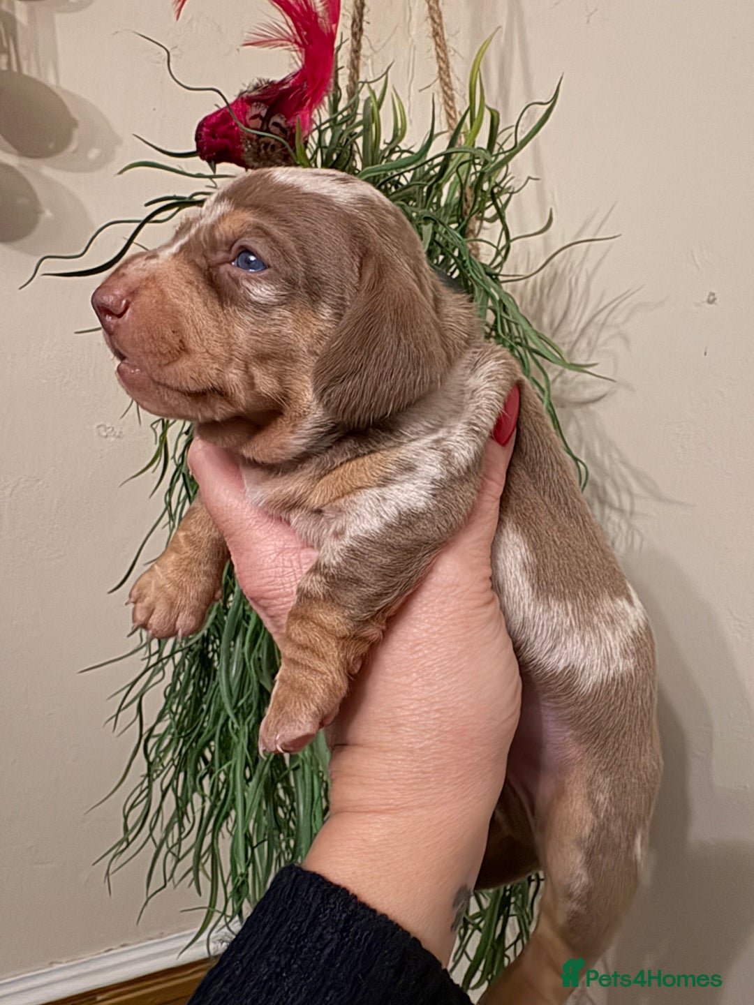 Dachshund dogs for sale: Stunning pedigree mini dapple dachshund boy  - Advert 2