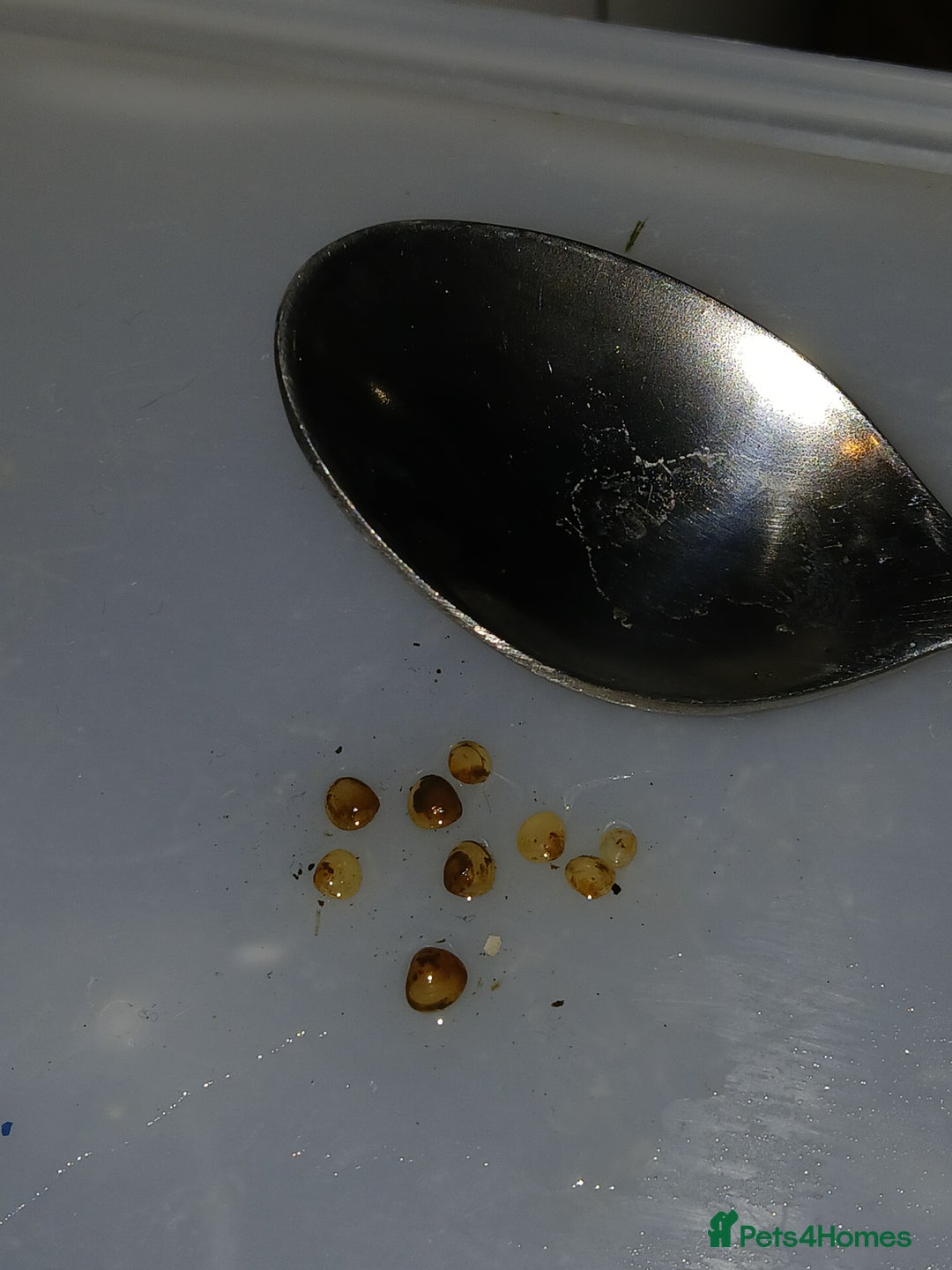 Other/Mixed Breed fish for sale: Pea mussel/ finger nail clam - Advert 5