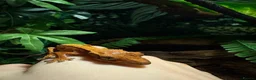 Gecko reptiles for sale: crested gecko and full enclosure for sale  - Advert 2