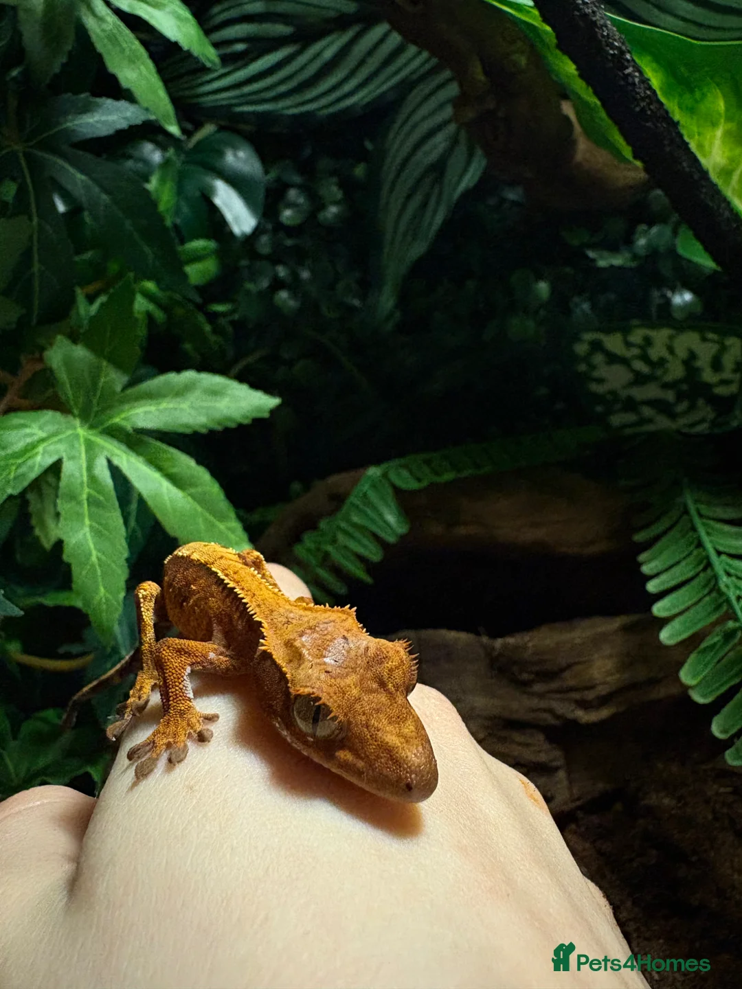 Gecko reptiles for sale: crested gecko and full enclosure for sale  - Advert 2