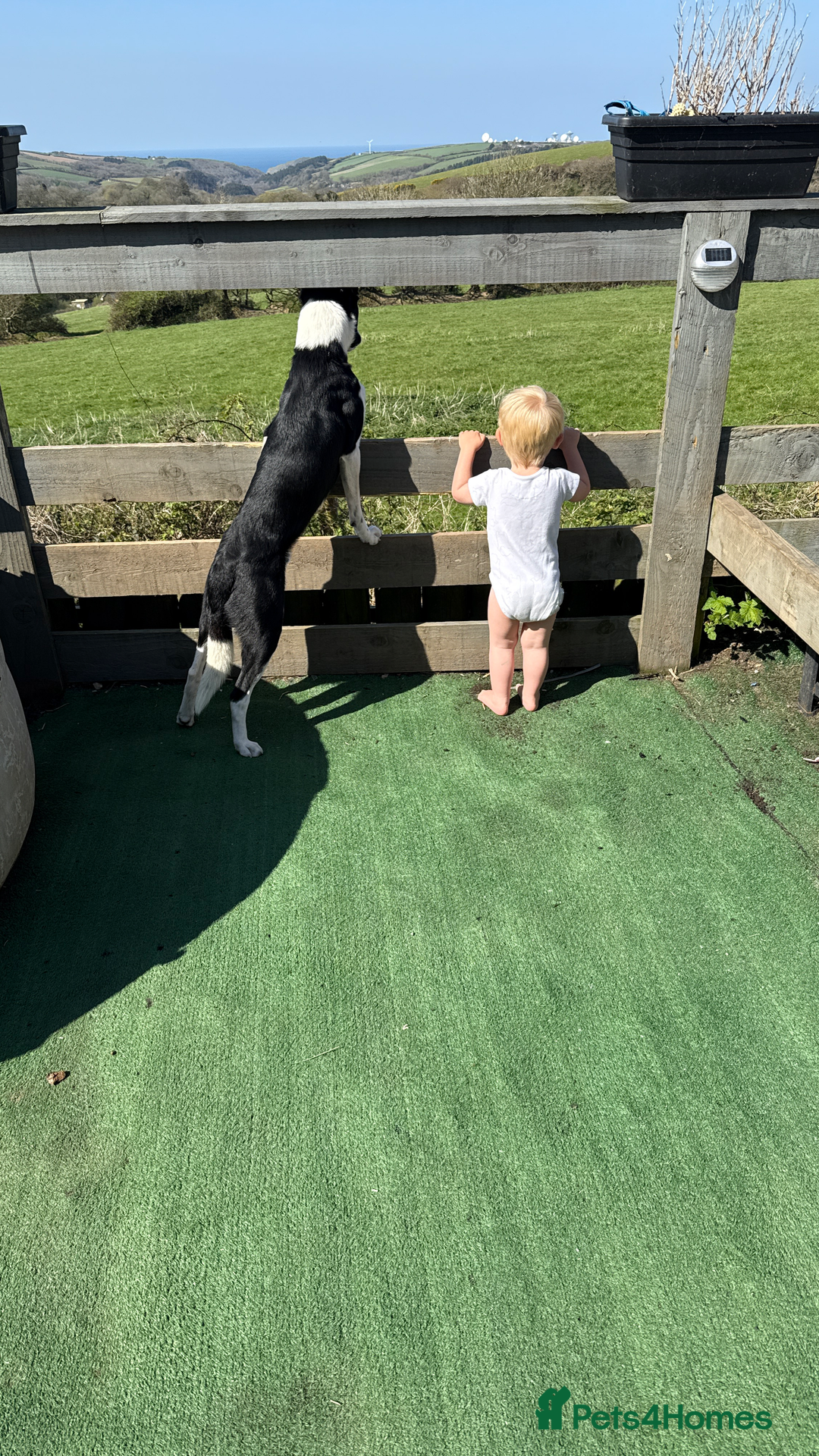 Border Collie dogs for sale: Max and teddy - Image 5