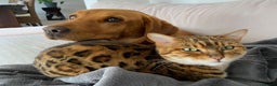 Bengal cats for sale: Beautiful Pedigree Bengal  –  Forever Home Wanted - Advert 5