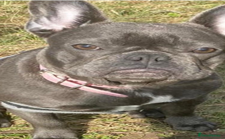 French Bulldog dogs - Advert 3
