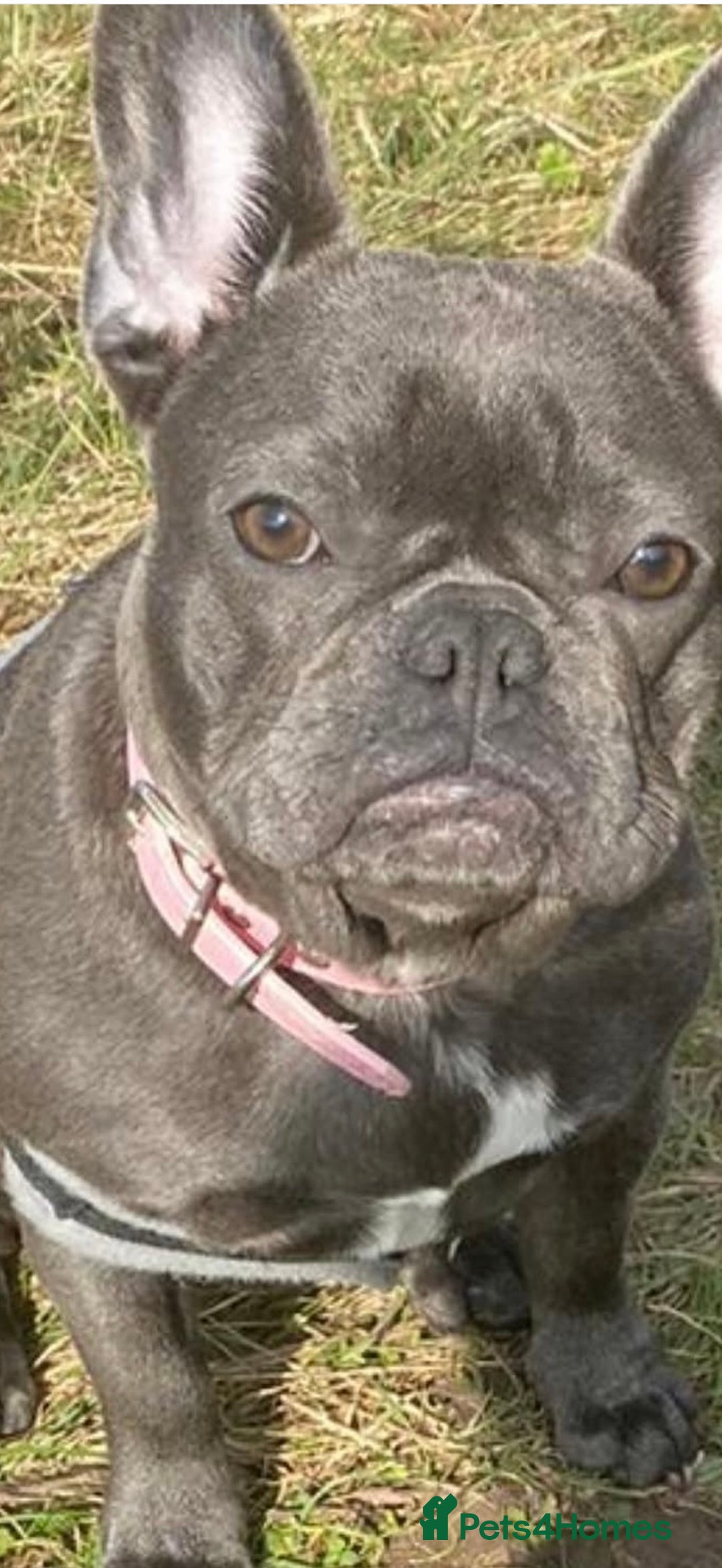 French Bulldog dogs for sale: French bulldog for sale  - Image 1