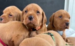 Labrador Retriever dogs for sale: Kc fox red Labrador puppies ready this weekend - Image 8