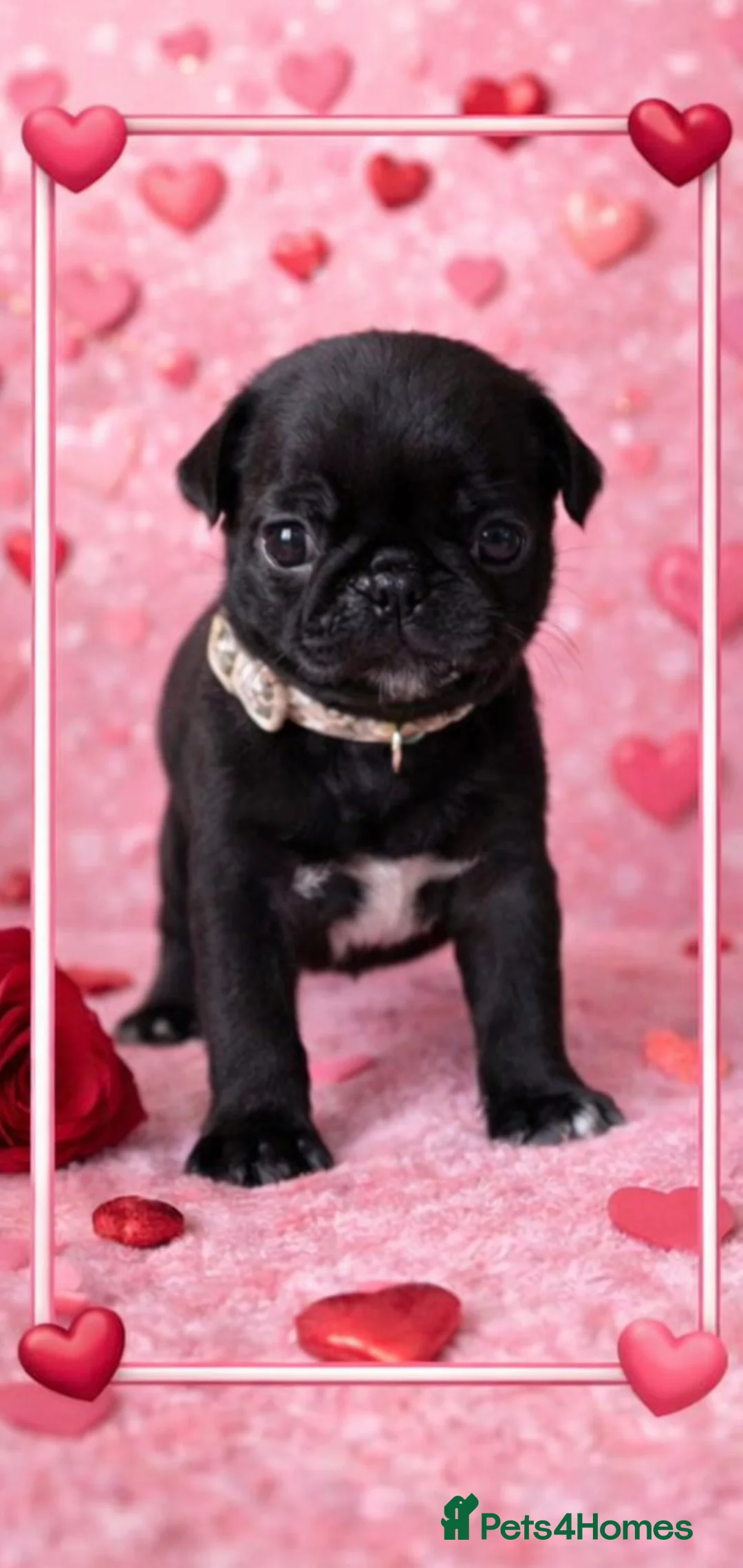 Pug dogs for sale: 3 Black Pug Pups  - Advert 4