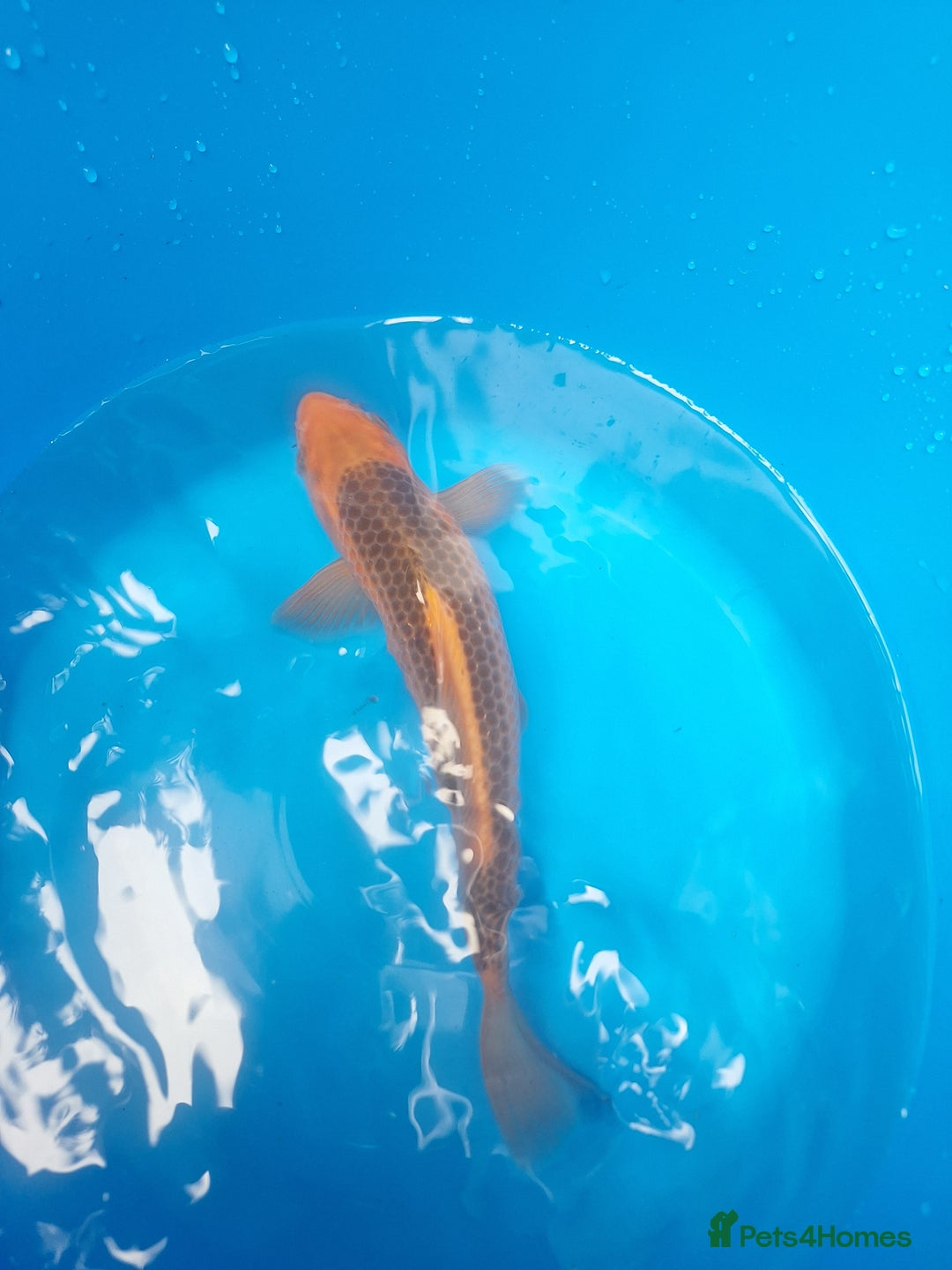 Koi Carp fish for sale: Japanese koi carp overstock available - Image 5