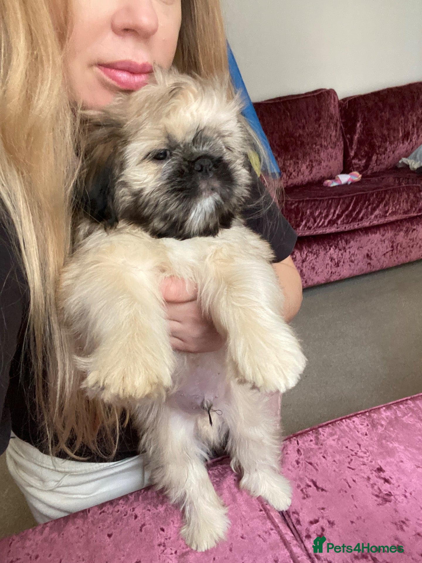 Mixed Breed dogs Pug Tzu puppies 🐶  - Advert 6