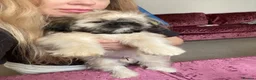 Mixed Breed dogs for sale: Pug Tzu puppies 🐶  - Advert 1