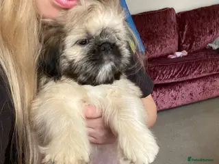 Mixed Breed dogs Pug Tzu puppies 🐶 - Advert 6