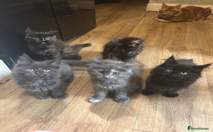 Maine Coon cats - Advert 2