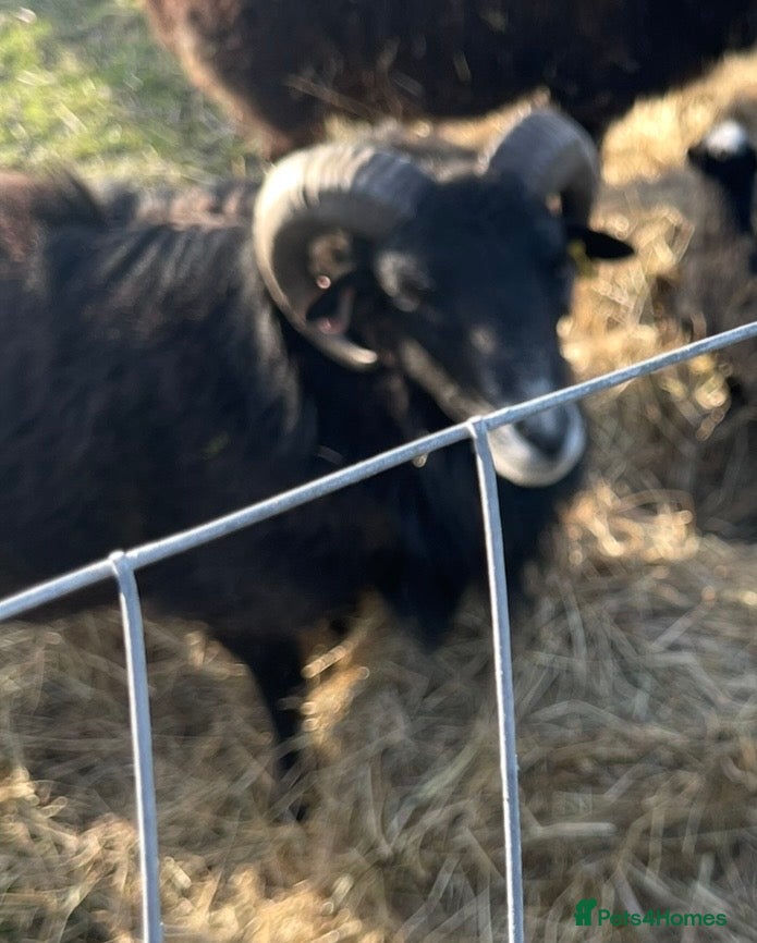Sheep livestock Male sheep for sale  - Advert 1