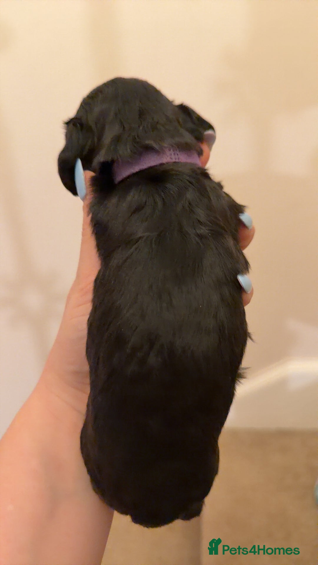 Mixed Breed dogs for sale: Miniature Doxiepoos  - Advert 11