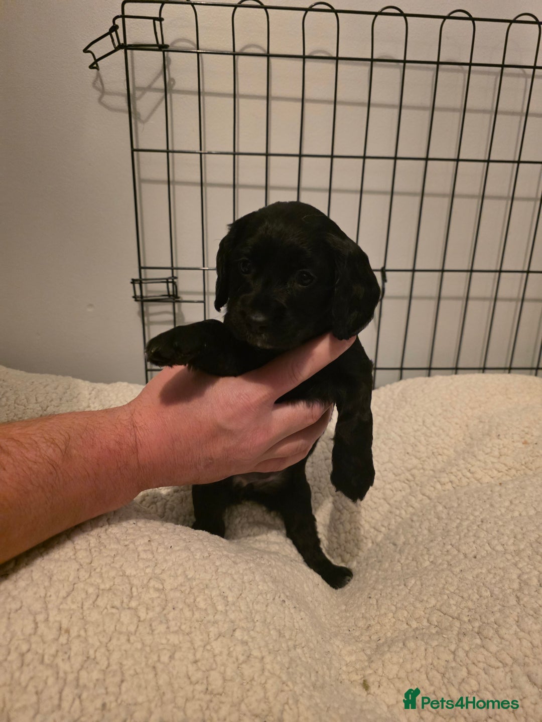 Cocker Spaniel dogs for sale: 6 cocker spaniel puppies  - Advert 13