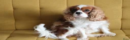 Cavalier King Charles Spaniel dogs for sale: Skye: Fully Trained Pedigree Cavalier - Kind Girl - Advert 4