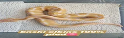 Python Snake reptiles for sale: Various royals in Bilston - Advert 3