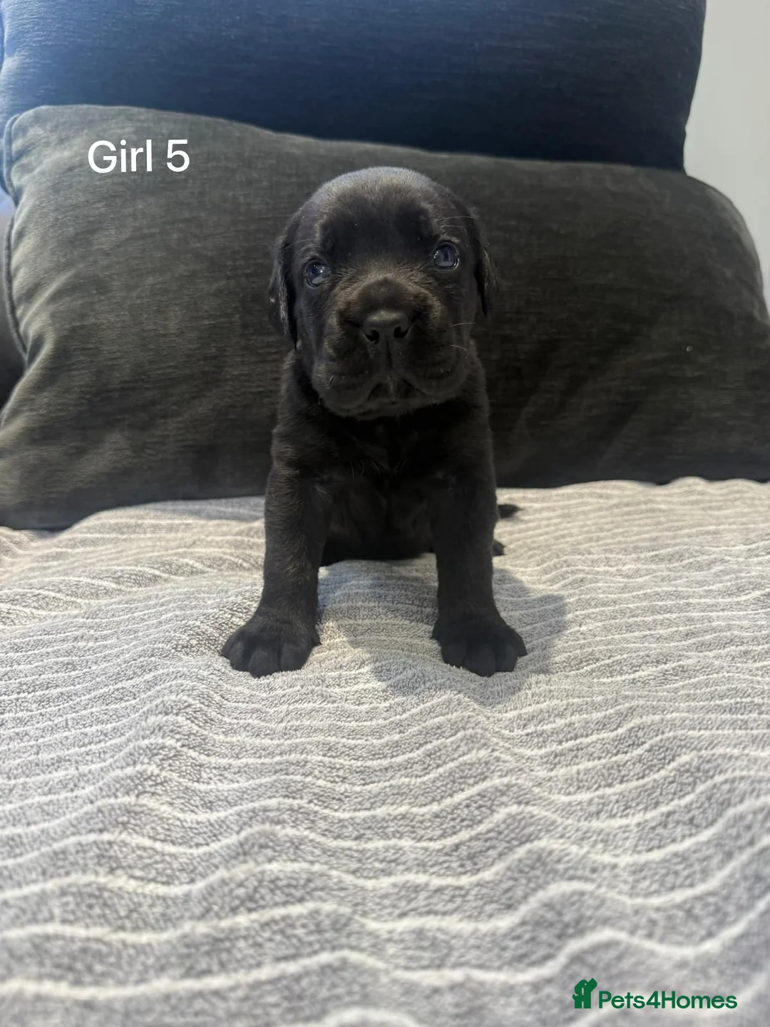 Cane Corso dogs for sale: Cane Corso puppies excellent example of the breed  in Manchester - Advert 21