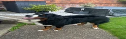 Bernese Mountain Dog dogs for sale: Buzz - Male Bernese Mountain Dog 20 months in Market Harborough - Advert 2
