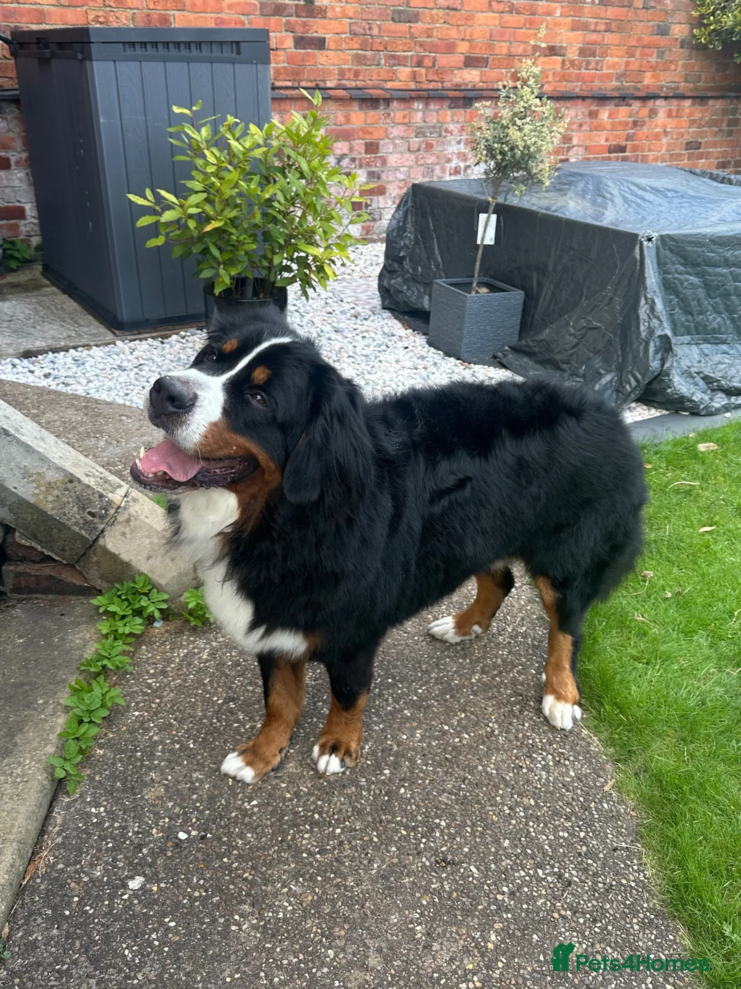 Bernese Mountain Dog dogs for sale: Buzz - Male Bernese Mountain Dog 20 months in Market Harborough - Advert 2
