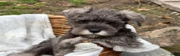 Miniature Schnauzer dogs for sale: Gorgeous kc reg miniature schnauzers ready now  - Advert 6