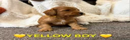 Cockapoo dogs for sale: 🌟F1 miniature health tested cockapoos🌟 - Advert 8