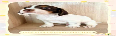 Cocker Spaniel 4