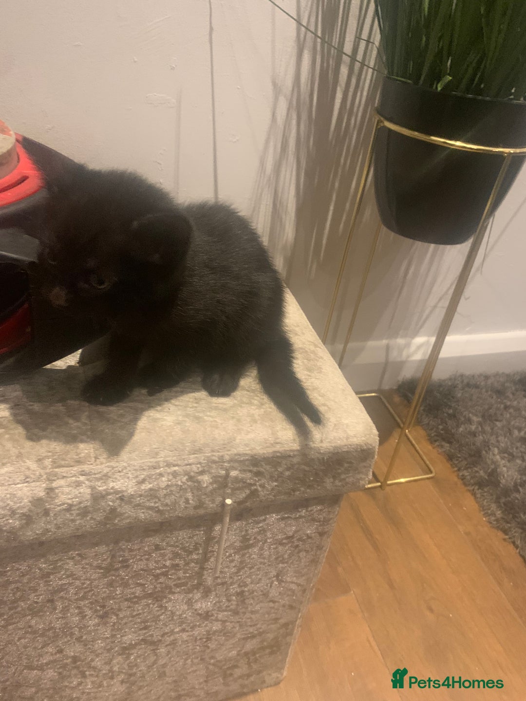 Mixed Breed cats for sale: 8 beautiful kittens for sale - Advert 18