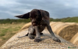German Wirehaired Pointer dogs for sale: German Wire-haired Pointers of sale - Image 8