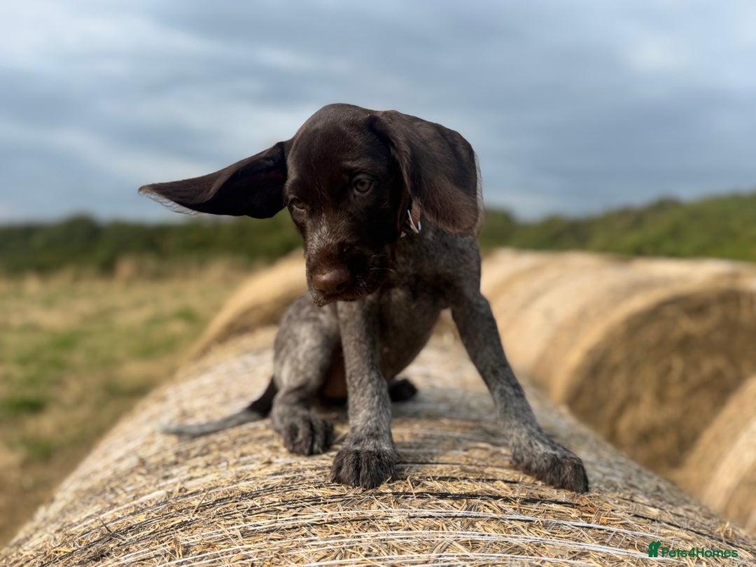 German Wirehaired Pointer dogs for sale: German Wire-haired Pointers of sale - Image 8