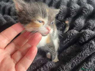 Mixed Breed cats Calico kitten - Advert 2