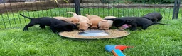 Labrador Retriever dogs for sale: Beautiful KC Labrador Pups Ready To Leave - Advert 5