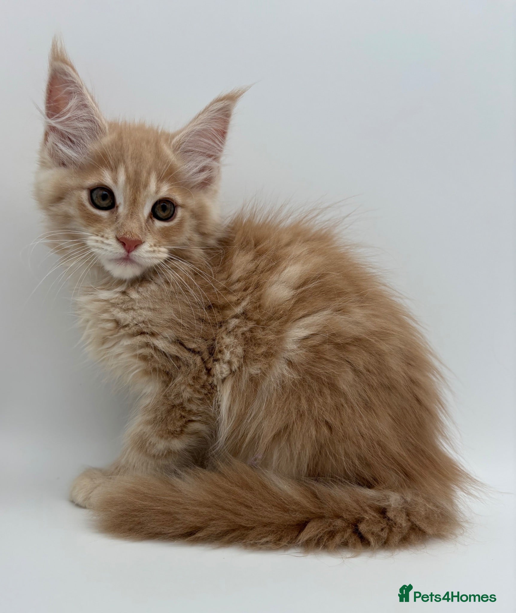Maine Coon cats TICA ACTIVE CREAM/RED FEMALE MAINE COON - Advert 1