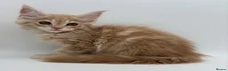 Maine Coon cats for sale: TICA ACTIVE CREAM/RED FEMALE MAINE COON - Advert 1
