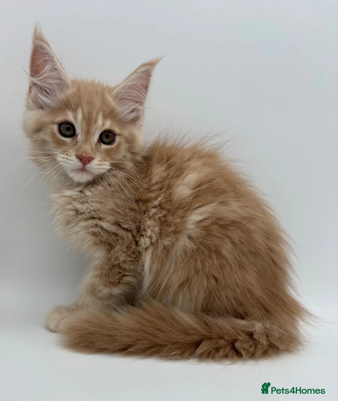 Maine Coon cats for sale: TICA ACTIVE CREAM/RED FEMALE MAINE COON - Advert 1