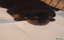 Rottweiler dogs for sale: Kc rottweiler puppies  - Image 9