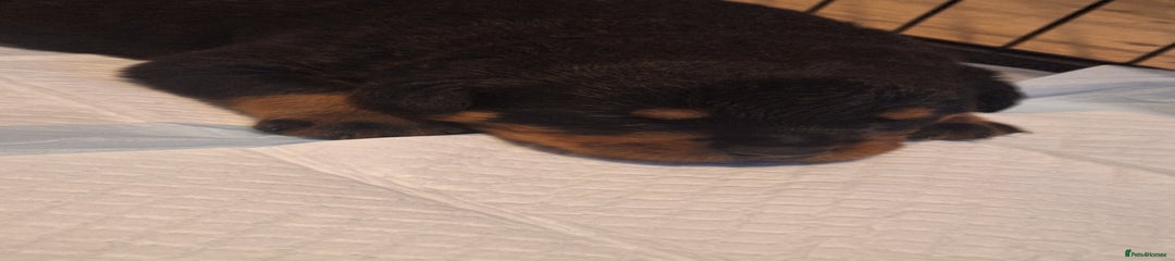 Rottweiler Puppy 4