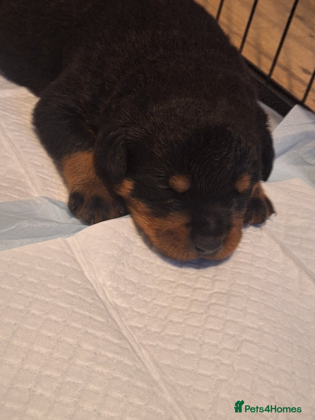 Rottweiler dogs for sale: Kc rottweiler puppies  - Image 9