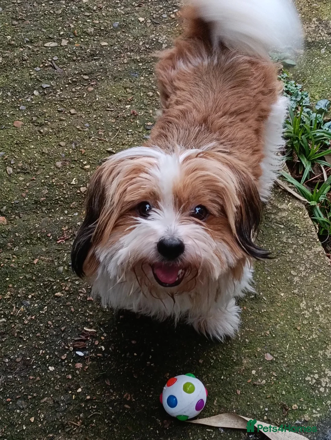 Mixed Breed dogs for sale: Arlo..5yrs old  - Advert 2