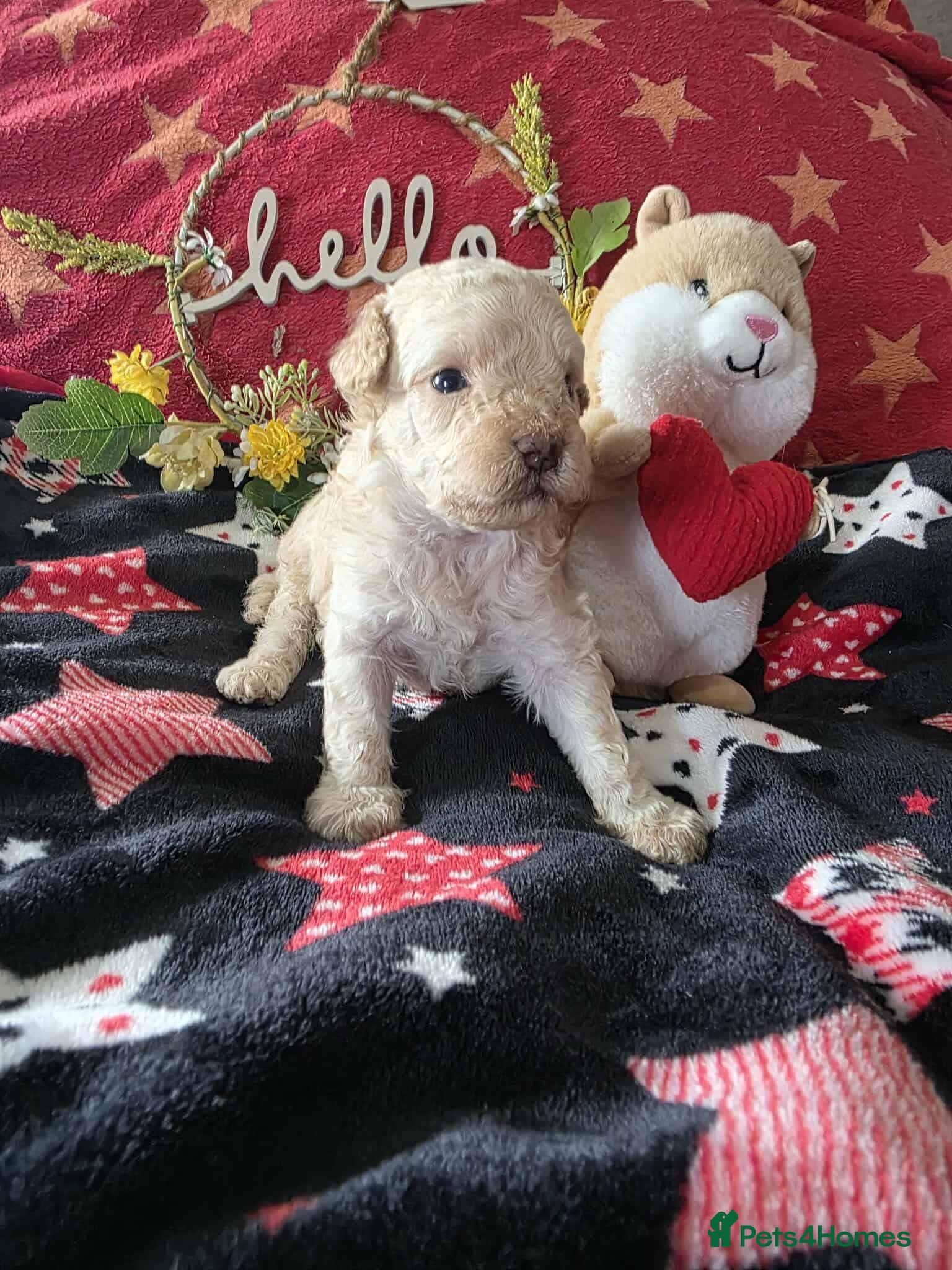 Maltipoo dogs One boy one girl remaining ❤️ - Advert 8