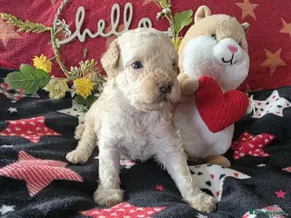 Maltipoo dogs One boy one girl remaining ❤️ - Advert 8