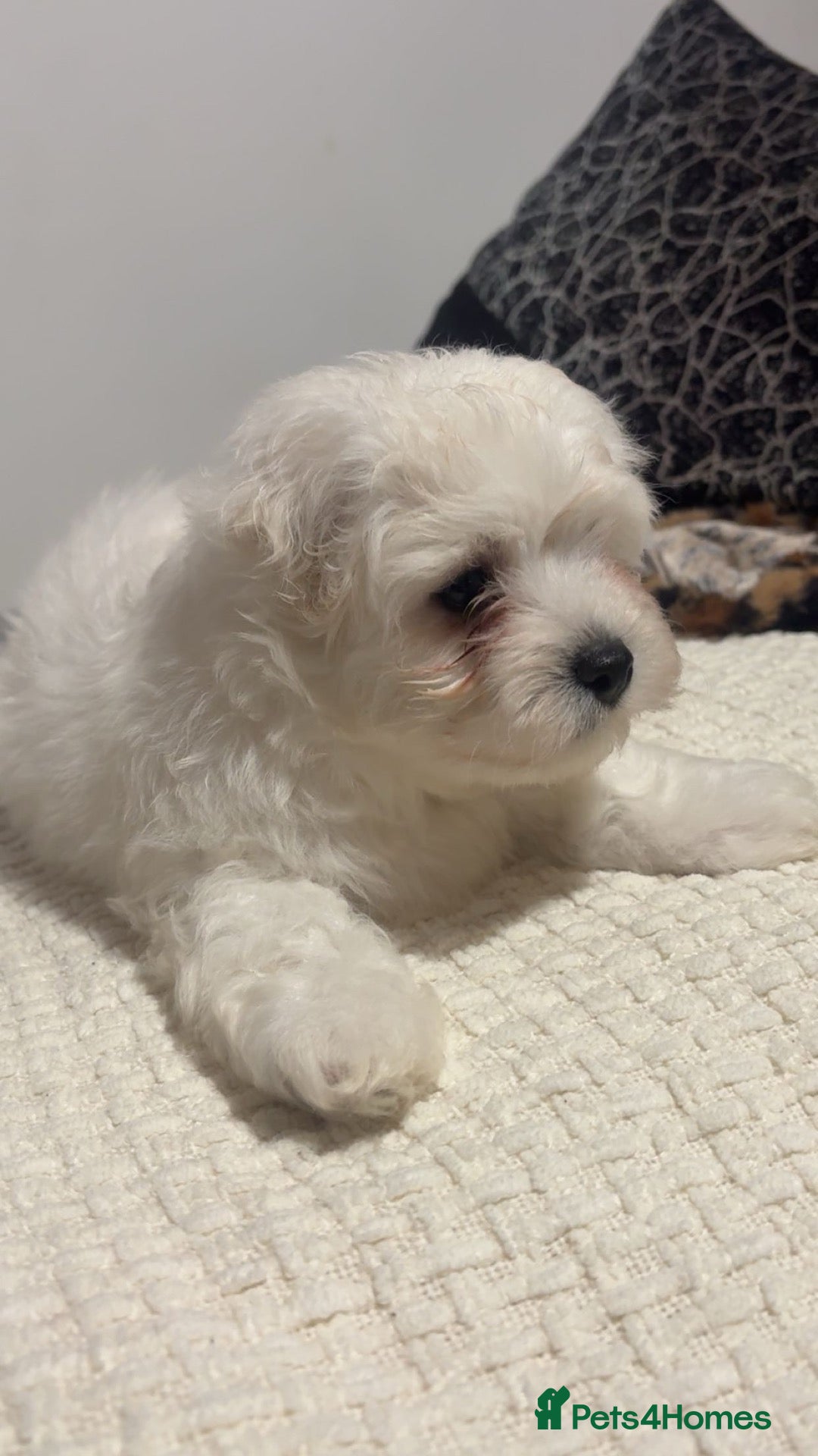 Maltese dogs for sale: Bishon Maltese  - Advert 1