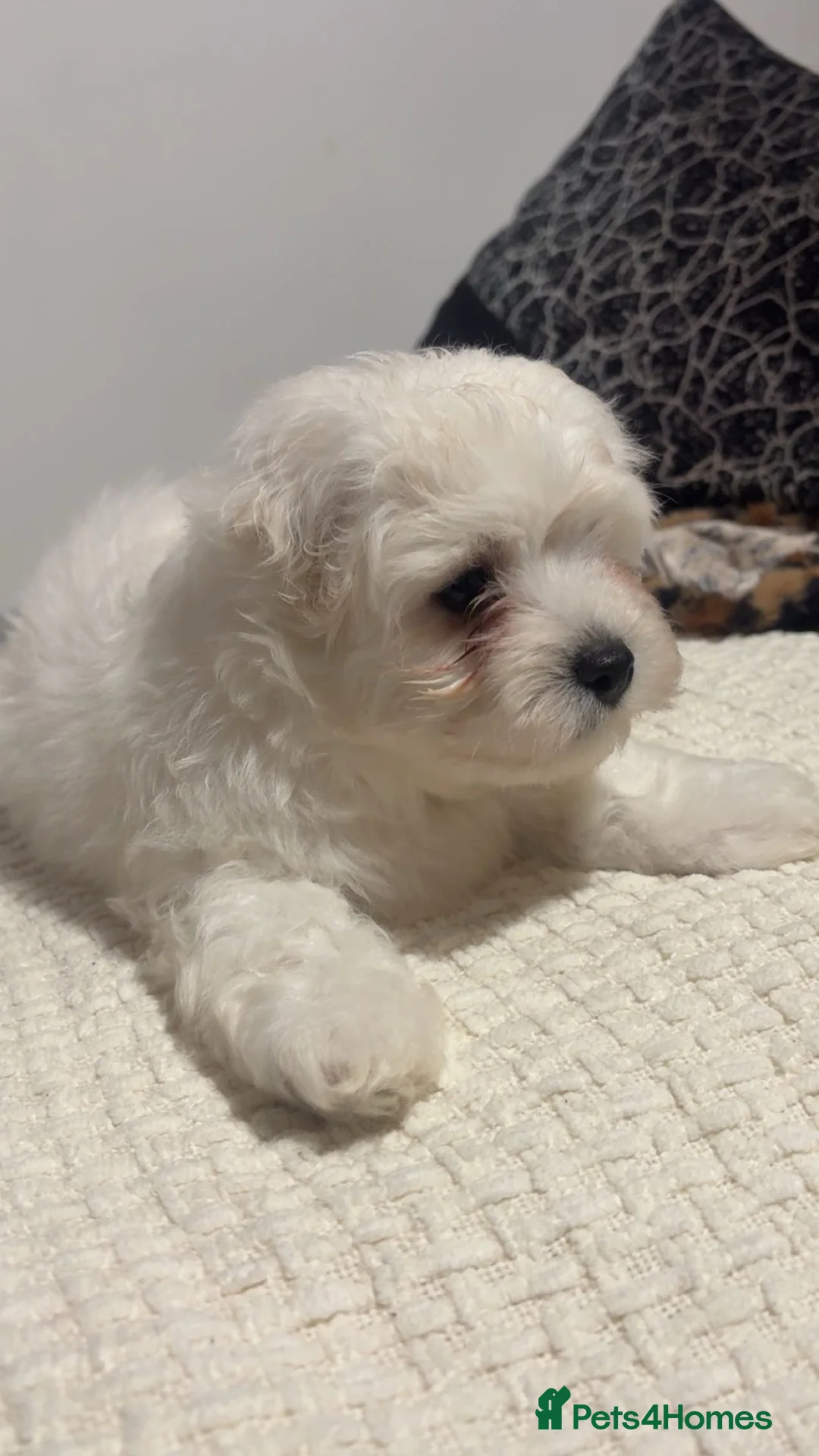 Maltese dogs for sale: Bishon Maltese  - Advert 1