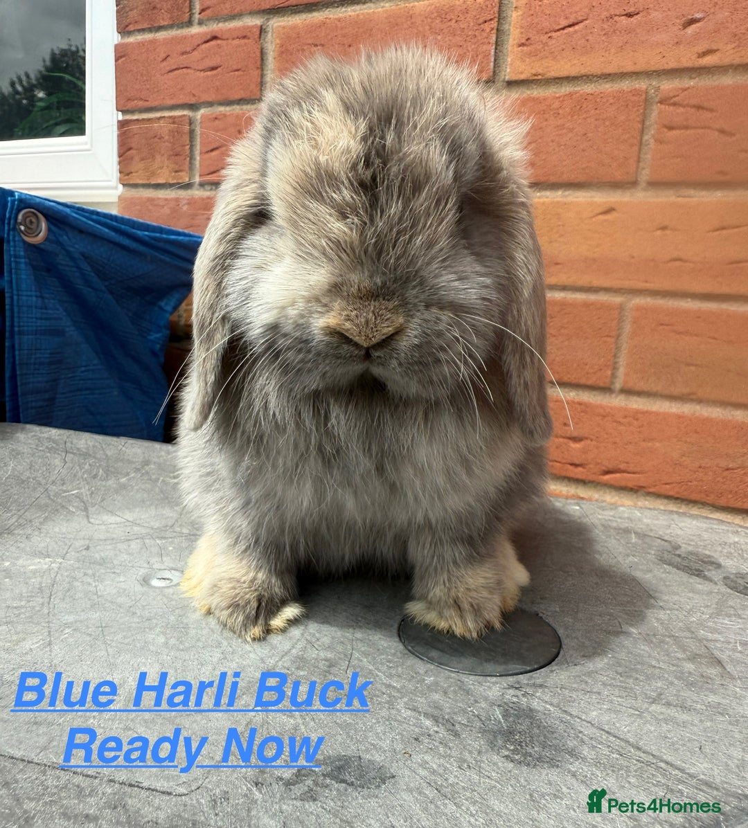 Mini Lop rabbits for sale: Mini Lops Bunnies. READ DESCRIPTION - Updated 22/7 in Chard - Image 20