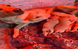 Labrador Retriever dogs for sale: Adorable fox red puppies  - Advert 4