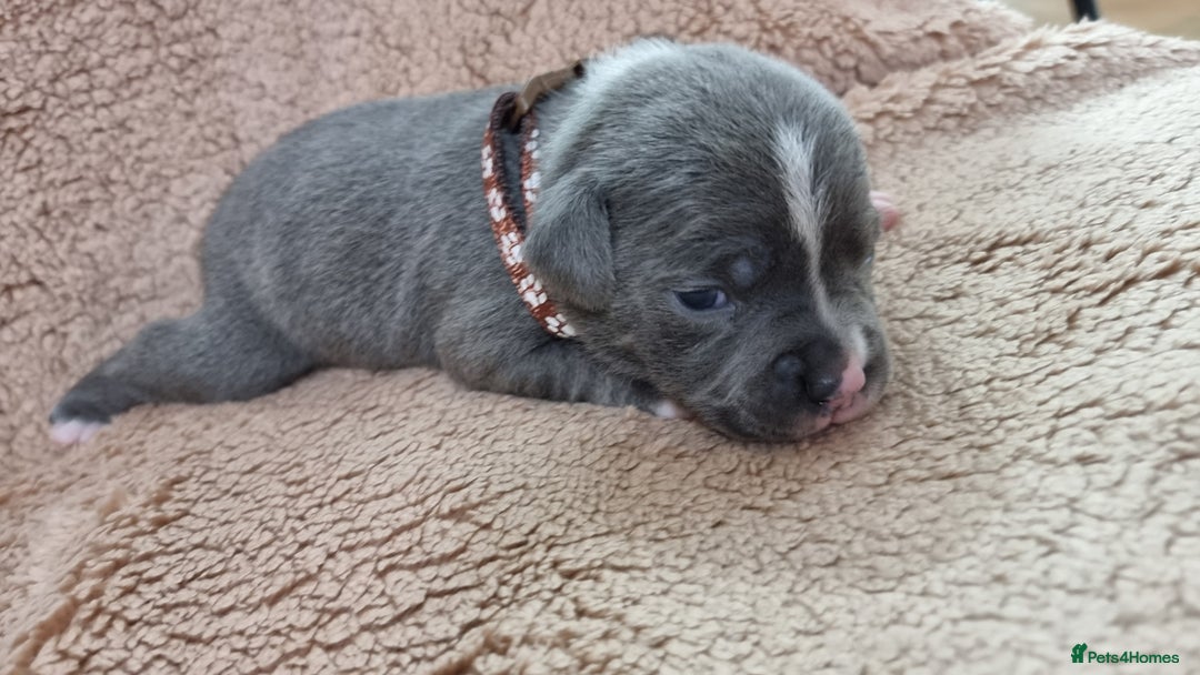 Staffordshire Bull Terrier dogs for sale: Dewellsblue - Advert 5