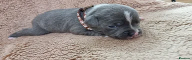 Staffordshire Bull Terrier Puppy 3