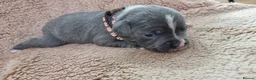 Staffordshire Bull Terrier dogs for sale: Dewellblue - Advert 6