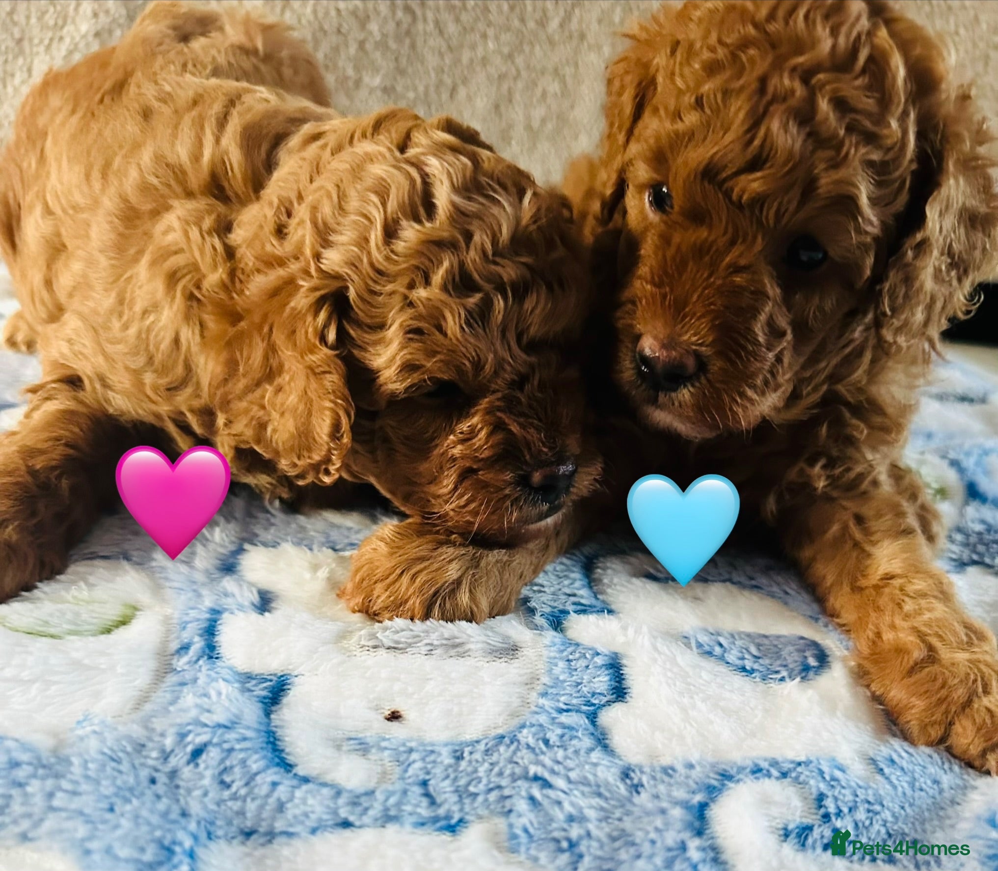 Toy Poodle dogs Pure Bred Red Toy Poodles (KC generation)  - Advert 1