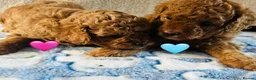 Toy Poodle dogs for sale: Pure Bred Red Toy Poodles (KC generation)  - Advert 1