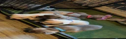French Bulldog dogs for sale: French bull dog puppies 😍😍 KC REGISTERED  - Advert 5